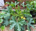 A huge courgette cucurbita pepo plant with green fruits and blossoms growing in the garden outdoors Royalty Free Stock Photo