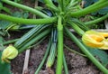 A huge courgette cucurbita pepo plant with green fruits and blossoms growing in the garden outdoors Royalty Free Stock Photo