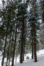 Huge covered snow trees in the forest