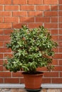 a huge crassula flower in pot against the background of a brick wall Royalty Free Stock Photo