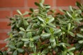 a huge crassula flower in pot against the background of a brick wall Royalty Free Stock Photo