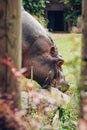 Huge creature eats grass at lunch. Hippopotamus amphibius is dedicated to feeding his great figure. common hippopotamus among the
