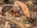 White-kneed Cricket in Queensland Australia