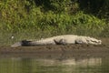 Huge Crocodile Royalty Free Stock Photo