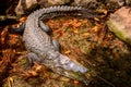 A huge crocodile basks in the sun in fallen leaves