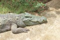 Huge crocodile climbs on the concrete road