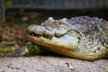Huge crocodile close up