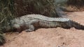 Huge crocodile crawling into the bush