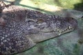 Huge crocodile detail