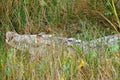 Huge crocodile hiding in the grass Royalty Free Stock Photo