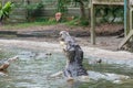 Huge crocodile jumping to catch meat during feeding time at the mini zoo crocodile farm