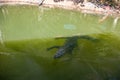 huge crocodile in the lake observing visitors on the boat