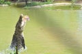 A Huge Crocodile Leaps Out Of Water Trying To Snap The Food