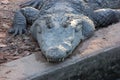 Huge crocodile lying on the ground