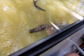 huge crocodile seen through the window on a tourist boat getting close