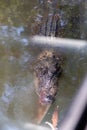 huge crocodile seen through the window on a tourist boat