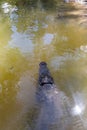 huge crocodile seen through the window on a tourist boat swimming close around