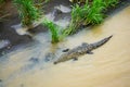 Huge crocodile laying on the sand in Tarcoles River in Costa Rica