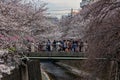Huge crowds of people celebrating Hanami along the Meguro River, Tokyo Royalty Free Stock Photo