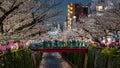 Huge crowds of people celebrating Hanami along the Meguro River, Tokyo Royalty Free Stock Photo