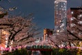 Huge crowds of people celebrating Hanami along the Meguro River, Tokyo Royalty Free Stock Photo