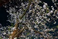 Huge crowds of people celebrating Hanami along the Meguro River, Tokyo Royalty Free Stock Photo