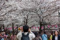 Huge crowds of people celebrating Hanami along the Meguro River, Tokyo Royalty Free Stock Photo