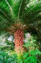 Huge crown of a large palm tree, view from below. Royalty Free Stock Photo