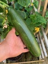 Huge cucumber Royalty Free Stock Photo