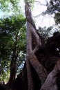 The huge curved aerial root of ficus. Ancient stonework in the forest