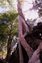 The huge curved aerial root of ficus. Ancient stonework in the forest