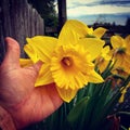 Huge daffodil bloom! Royalty Free Stock Photo