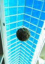 a huge Daisy ball suspended under the arch of the glass roof Royalty Free Stock Photo