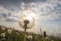 Dandelion field of summer sunset