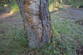 Huge dead hollow old tree trunk in the forest. Old rotten stump and trunk in the park Royalty Free Stock Photo