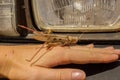 huge dead locust on a hand for scale in front of the car lights. it got killed by a driving car, animal, australia
