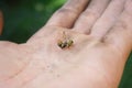 Huge dead wasp in human hand Royalty Free Stock Photo