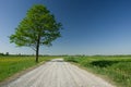 Huge deciduous green tree next to gravel road, horizon and blue sky