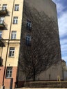 Huge deciduous ivy flower covering the wall of a yellow building in the shape of the shadow of a tree or roots.