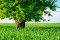 A huge deciduous tree growing in green cereal