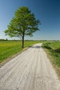 Huge deciduous tree next to gravel road, horizon and blue sky