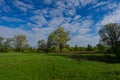 Huge deciduous trees in the meadow on a sunny day