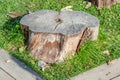 Decorative stump of a large tree in the garden