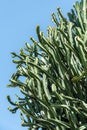 Huge Desert Green Cactus On Sky