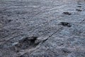 Huge dinosaur footprints, Maragua, Bolivia