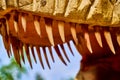 Huge dinosaur teeth in the mouth of a living Tirex. The robotic model is large in the frame, only the teeth of a Royalty Free Stock Photo