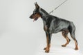 Huge doberman dog standing and looking down while posing Royalty Free Stock Photo