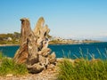 Huge driftwood stump on the beach in Victoria, BC, Canada