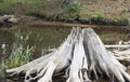 Huge Driftwood Stump in the water