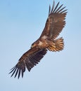 Huge eagle in flight isolated on blue sky Haliaeetus albicilla